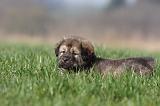 DOGUE DU TIBET 300